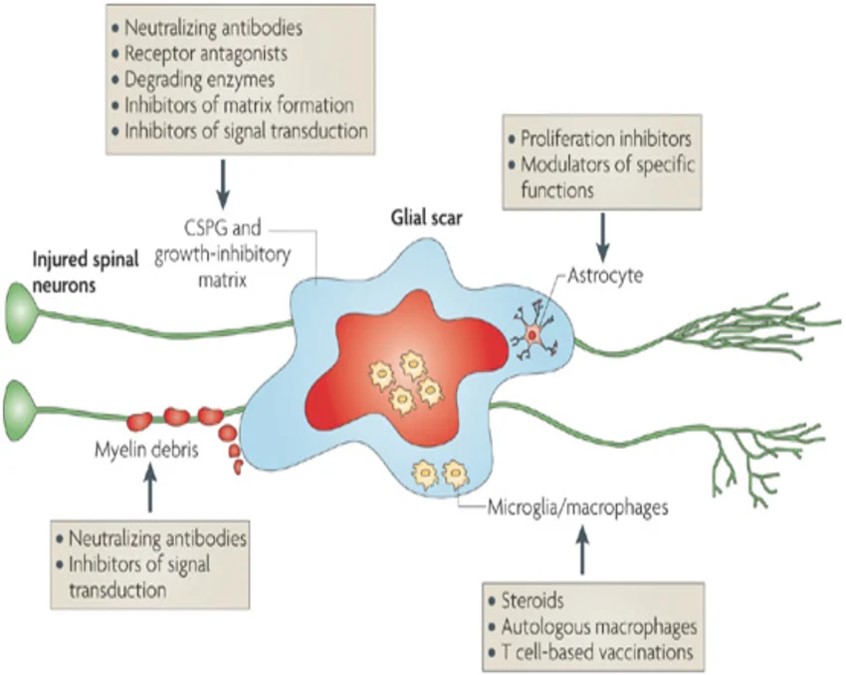 Glial-Scar-Repair