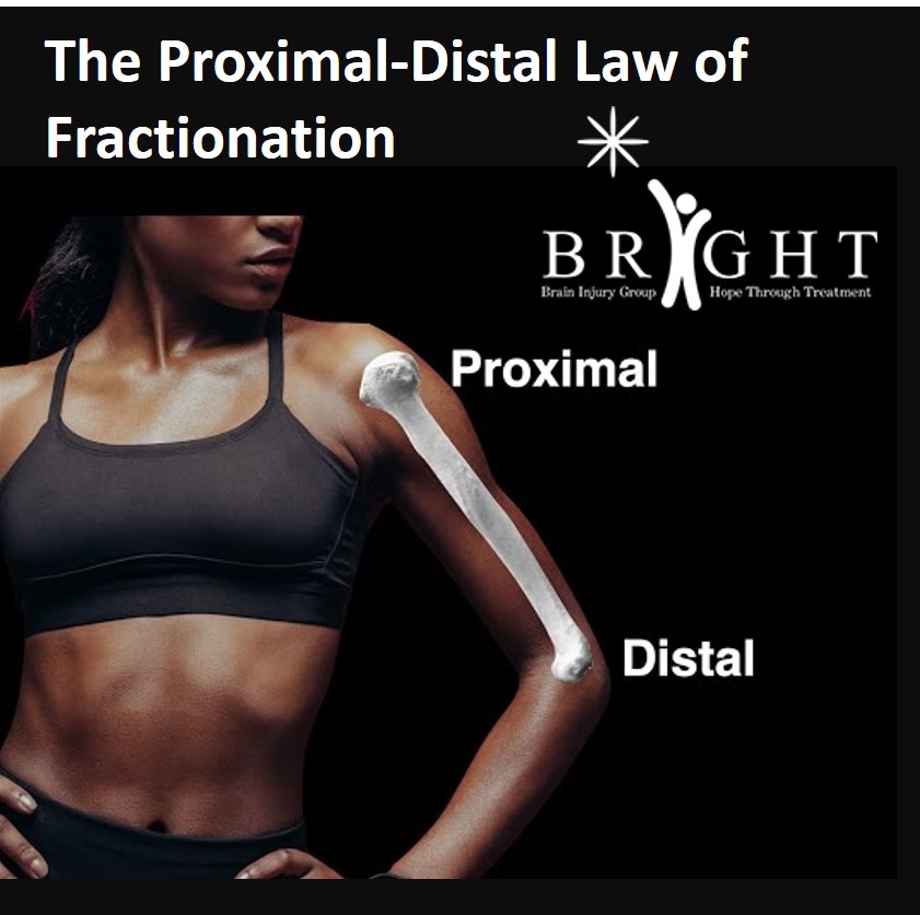 Proximal-Distal Law of Fractionation